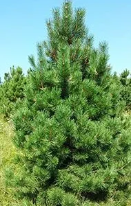 Austrian Pine