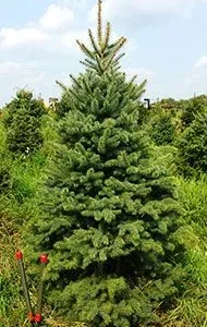 Blue Spruce