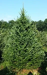 Fraser-Fir