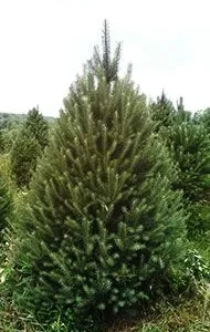 Scotch Pine