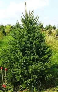 Serbian Spruce